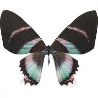 Butterfly, H: 6.1 cm, W: 7 cm, 20 pcs [HOB-26337]