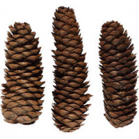 Abies Cone, D: 40 mm, approx. 5 pc, 100 g [HOB-502360]