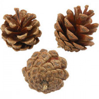 Pine Cone, D: 40 mm, approx. 16 pc, 200 g [HOB-502260]